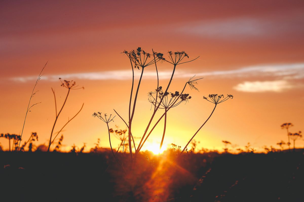 Un lever de soleil près d'un champ de pissenlit